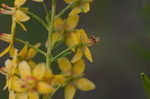 Loomis' yellow loosestrife